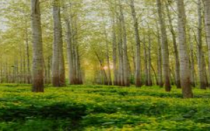 onkormanyzati_tulajdonu_erdo_ertekesitese